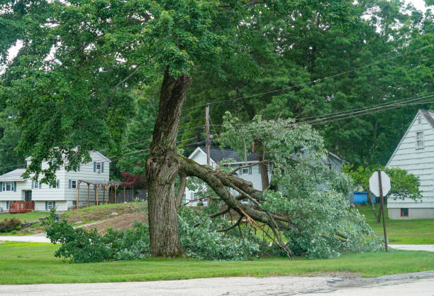 Best Tree Root Removal  in Hayward, CA